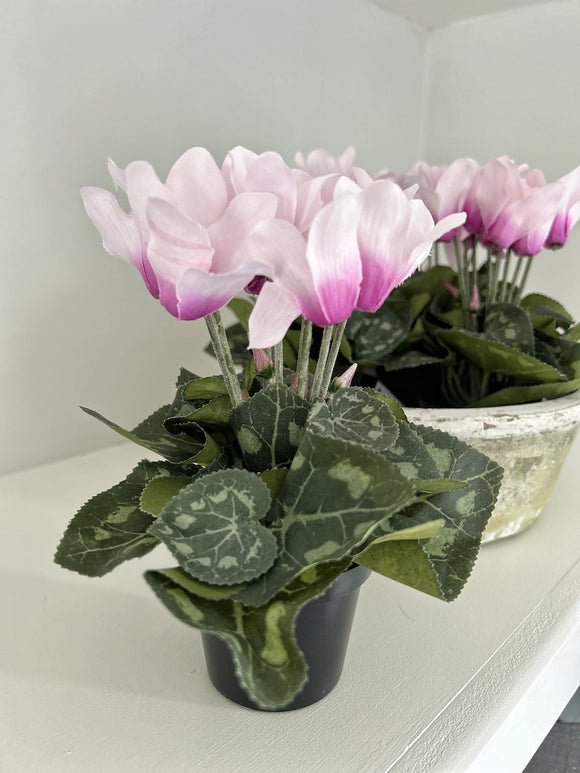 Pink Potted Cyclamen
