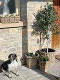 Pre-Order Tapered Round Planter