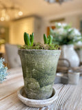 Antique Whitestone Moss Pot - NO SAUCER