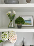Potted Globe Hebe