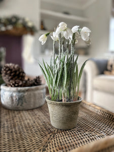 Pre Order Potted Snowdrop