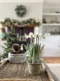 Pre Order Potted Snowdrop