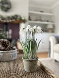 Pre Order Potted Snowdrop