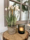 Pre Order Potted Snowdrop