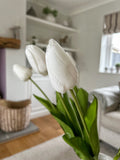 6 Tulips - White
