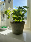 Potted Basil in Clay