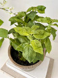 Potted Basil in Clay