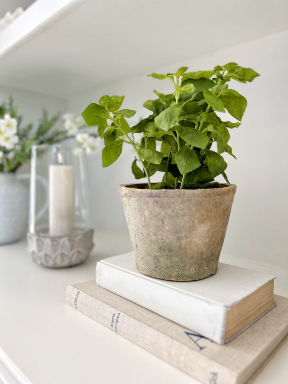 Potted Basil in Clay