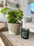 Potted Basil in Clay