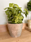 Potted Basil in Clay