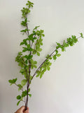 Spring Leaf Branch WAS £9.99