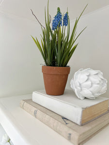 Muscari in Terracotta Pot