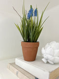 Muscari in Terracotta Pot