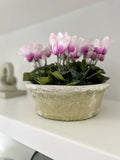 Whitewash Dish Planter