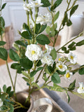 White Wild Meadow Rose