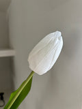 6 Tulips - White