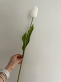 6 Tulips - White
