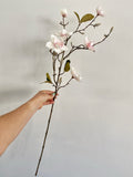 White Blush Magnolia Stem