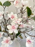 White Blush Magnolia Stem
