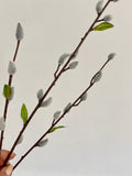 Pussy Willow Stem